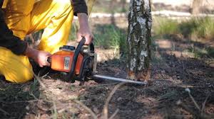 Best Tree Risk Assessment  in Odenville, AL