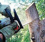 Best Tree Cabling and Bracing  in Odenville, AL