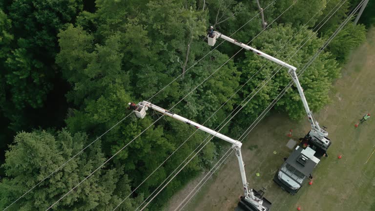 Reliable Odenville, AL Tree Removal Solutions