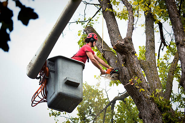  Odenville, AL Tree Removal Pros
