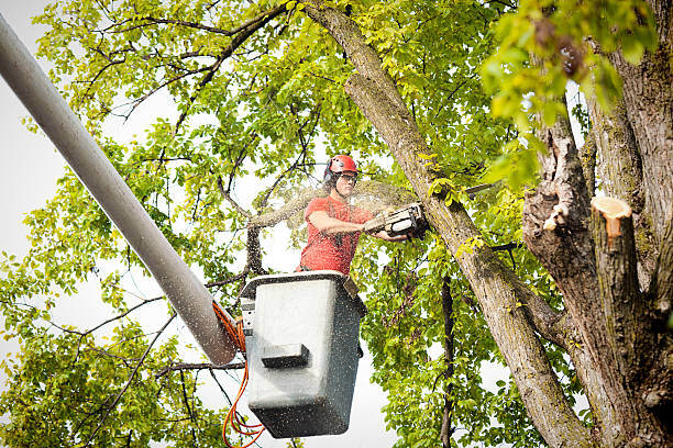 Best Tree Removal  in Odenville, AL