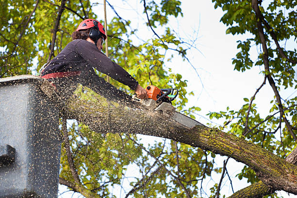 Best Tree Disease Treatment  in Odenville, AL