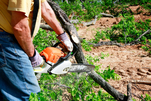 Best Seasonal Cleanup (Spring/Fall)  in Odenville, AL